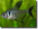 Fekete fantomlazac-Hyphessobrycon megalopterus