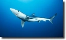 blue shark