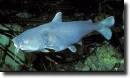 Kék harcsa-Ictalurus furcatus