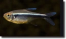 Fekete neonhal-Hyphessobrycon herbertaxelrodi