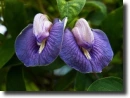 blue clitoria