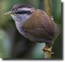 Barna tézia-Tesia superciliaris