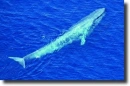 Kék bálna-Balaenoptera musculus