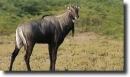 Kék lóantilop-Hippotragus leucophaeus