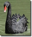 Black swan