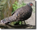 Barna pávafácán-Polyplectron germaini