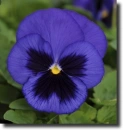 blue pansy