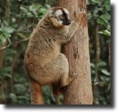Barnamaki-Eulemur fulvus