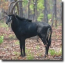 Fekete lóantilop-Hippotragus niger
