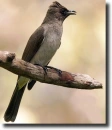 Barna bülbül-Pycnonotus barbatus