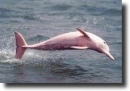 pink dolphin