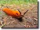 orange snail