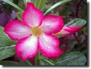 adenium