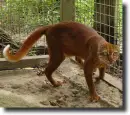 Borneói vörösmacska-Pardofelis badia