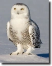 snowowl