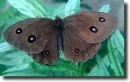Fekete szemeslepke-Minois dryas