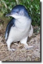 blue penguin-Eudyptula minor
