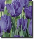 purple parrot tulip