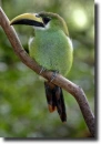 Hagymazöld tukán-Aulacorhynchus prasinus