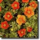 red potentilla