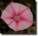 pink convolvulus