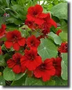 red Tropaoleum