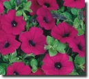 purple petunia
