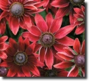 red rudbeckia