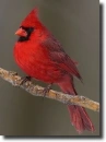 red cardinal