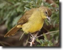 Sárga bülbül-Chlorocichla laetissima