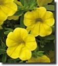 yellow petunia