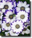 multicolor cineraria