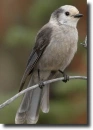 Szürke szajkó-Perisoreus canadensis