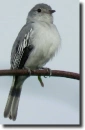 szürke elénia-Myiopagis caniceps