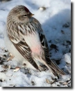 szürke zsezse-Carduelis hornemanni