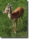 vörös gazella-Eudorcas rufina