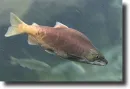 vörös lazac-Oncorhynchus nerka