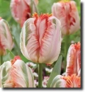 volor parrot tulips