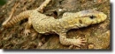 yellow varanus-Varanus flavescens