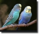 color parrots