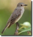 szürke légykapó tirannusz-Sayornis phoebe