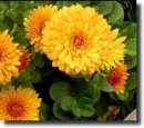 yellow chrysanthemum