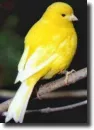 yellow canary