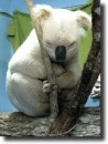 albino koala