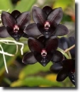 black orchid