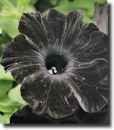 black petunia