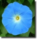 blue convolvulus