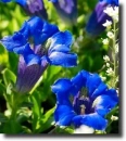 blue gentiana