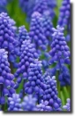 Blue muscari