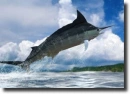 black marlin
